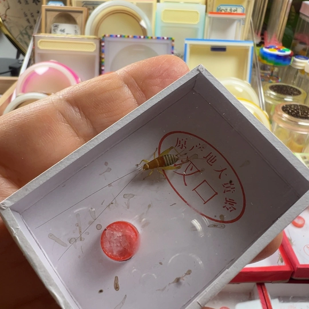 2***下蟋蟀一只烈艳断尾枪