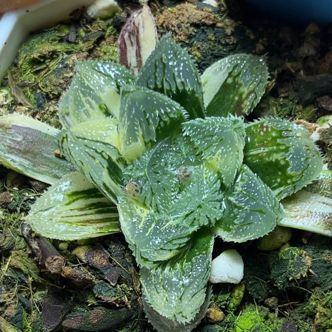 恭喜发财大吉大利884