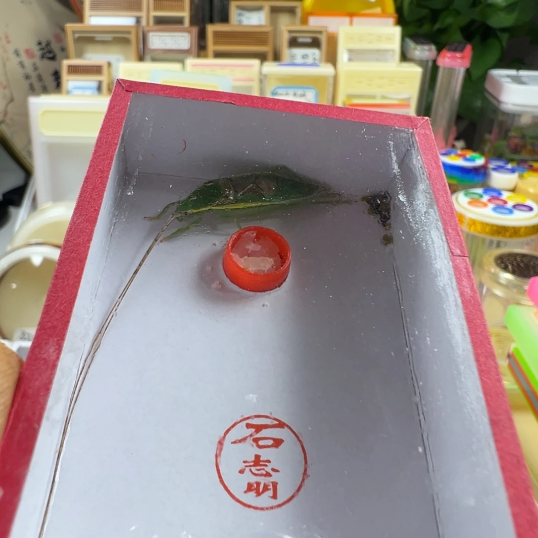 蟋蟀一只石老师金钟