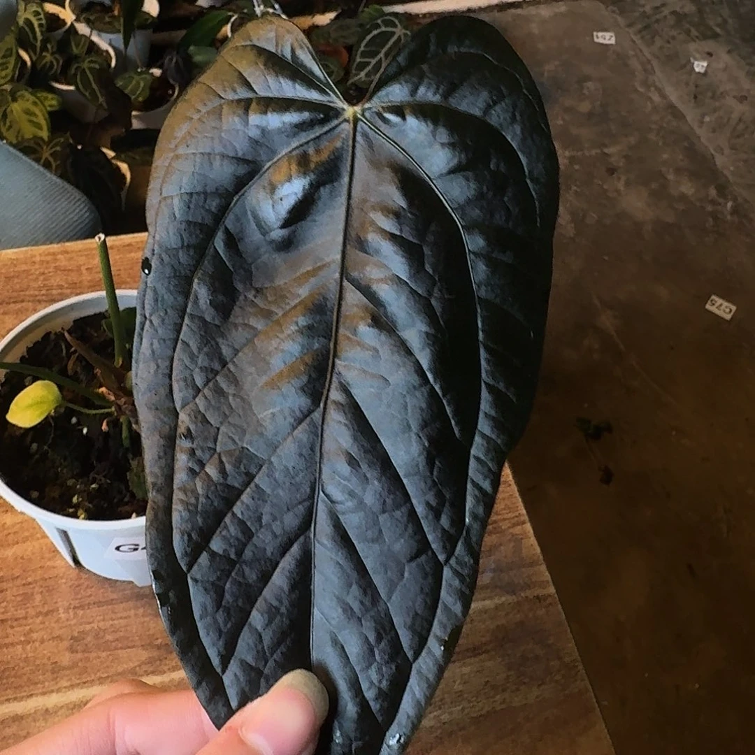 小***车不开花植物G660女王之心