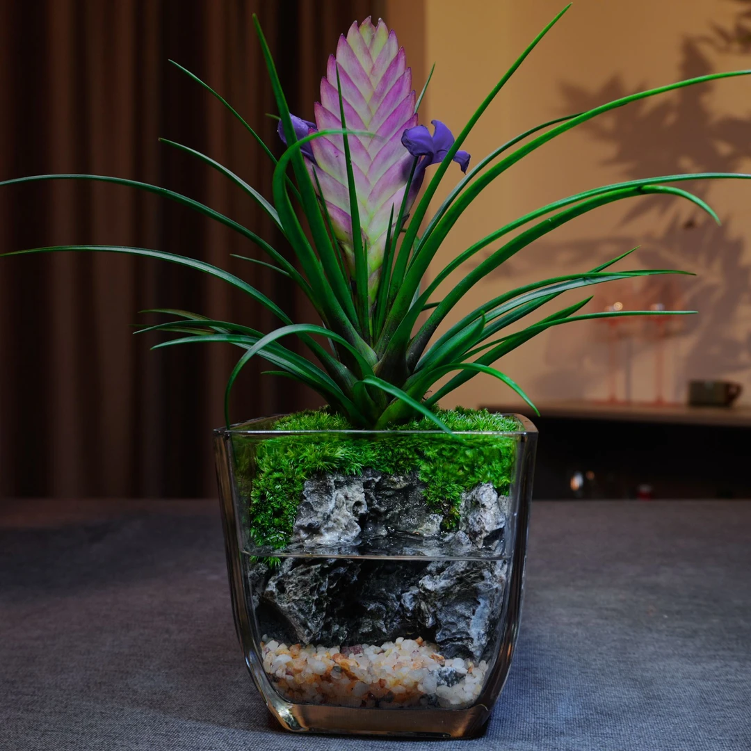 【铁兰】桌面绿植微景观创意小鱼缸室内盆栽客厅植物摆件成品好养