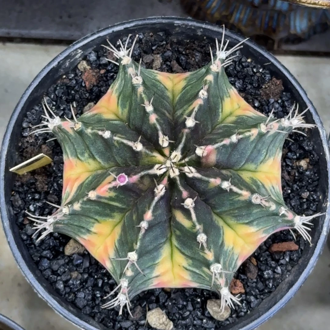 泰系实生大肥臀锦