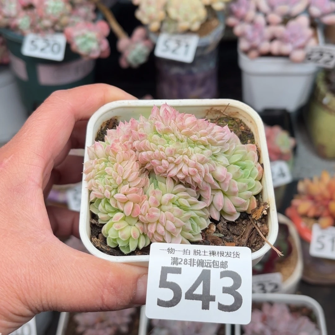 羊脂球缀化无盆土发货