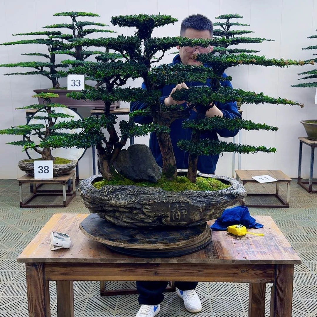 无花朵珍珠罗汉松造型盆景