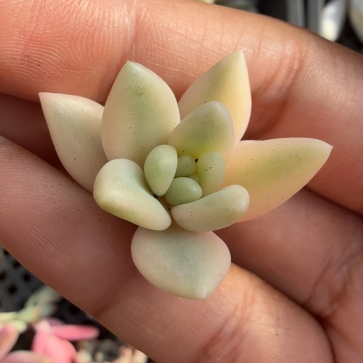 钻石溜溜球锦花剑