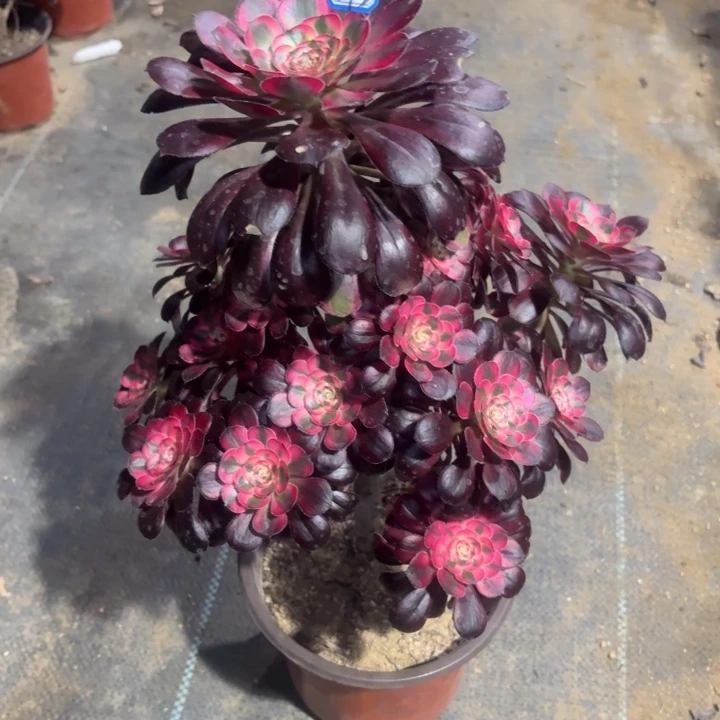 一物一拍多肉香奈儿593