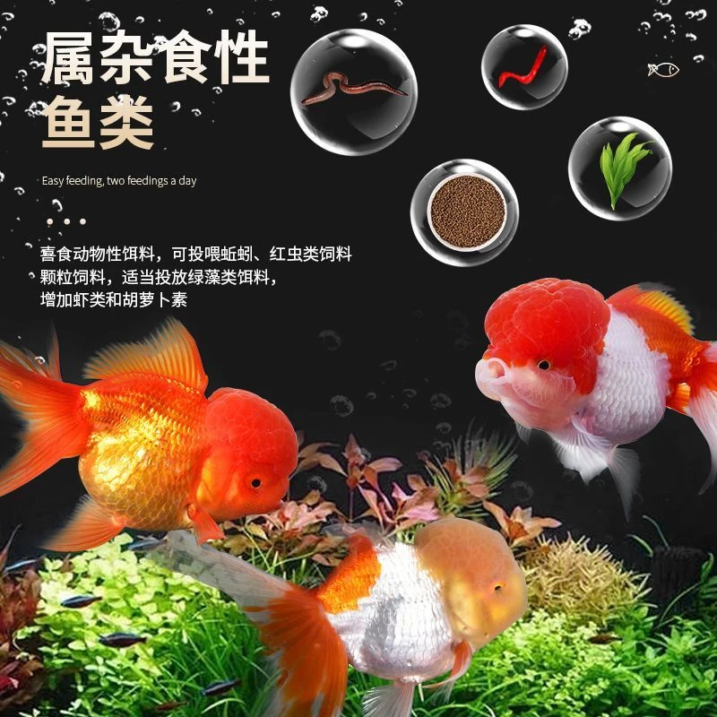 ［大尺寸］5条国粹金鱼 泡沫箱装 冷链包邮 品种混搭 8-10