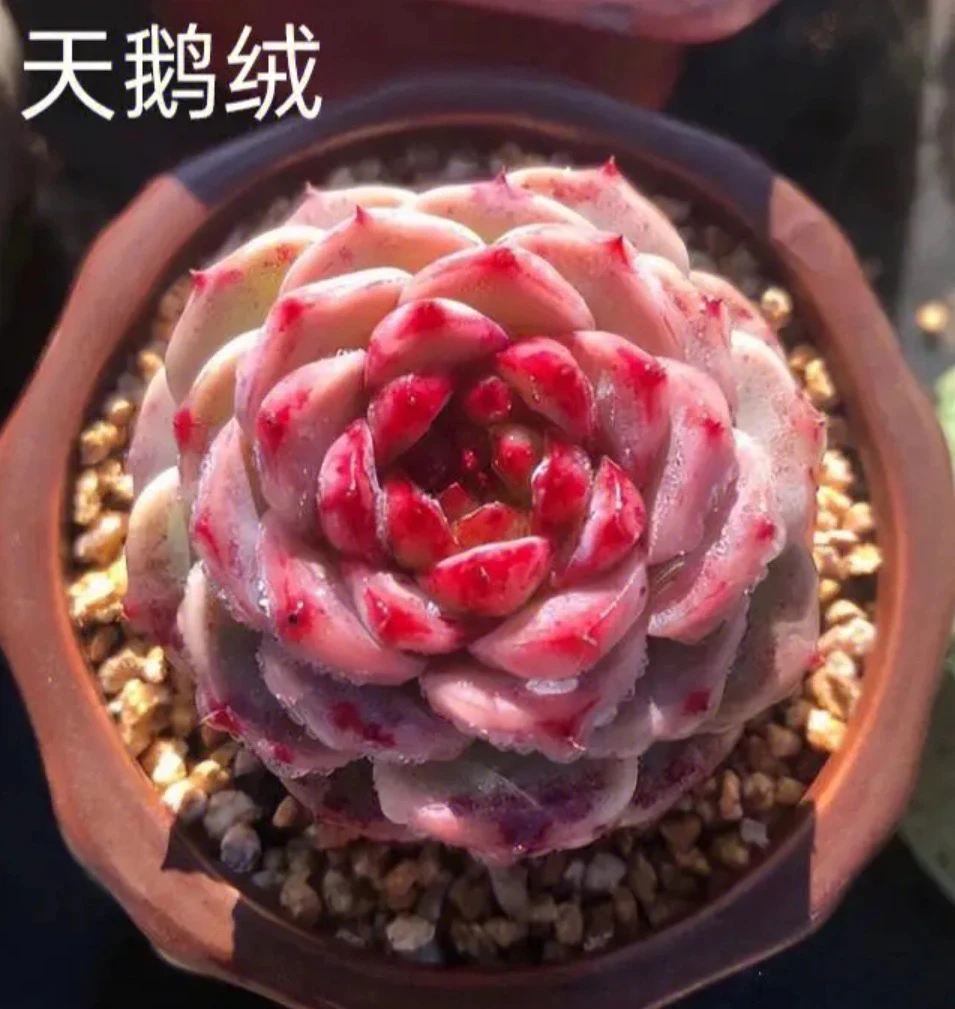 ［满15元包邮］单头天鹅绒多肉