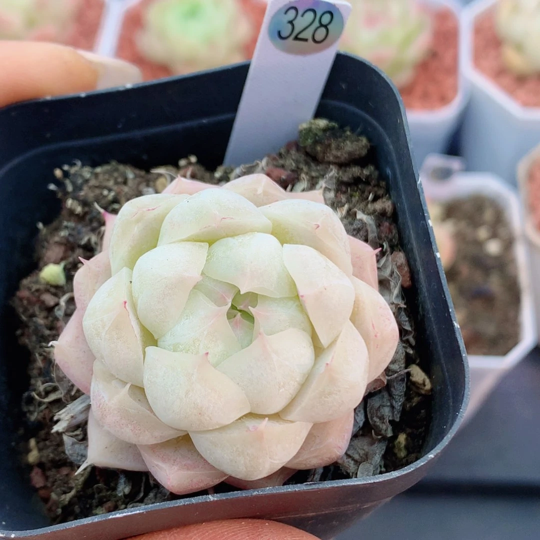 月影58包邮  群生不包整328