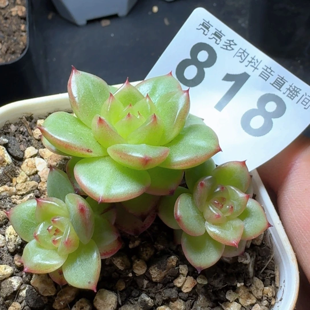 玉芷珍妮         多肉植物