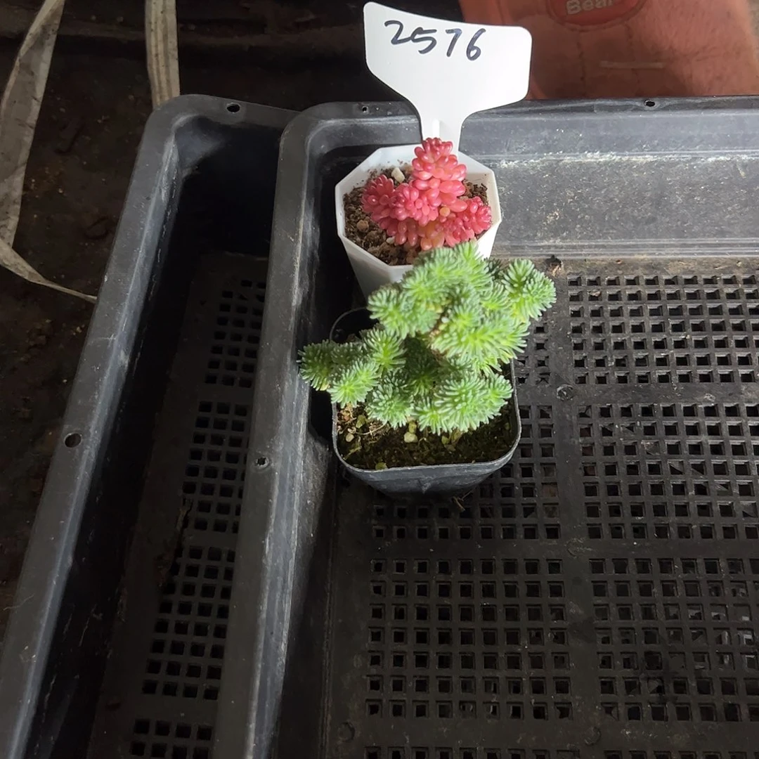 多肉套餐福利上课