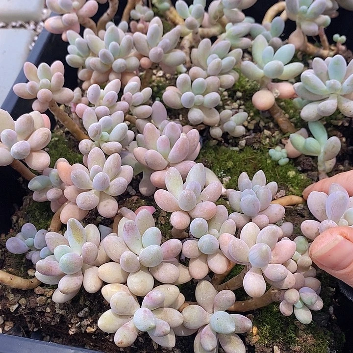 47 多肉植物盆栽花卉植物