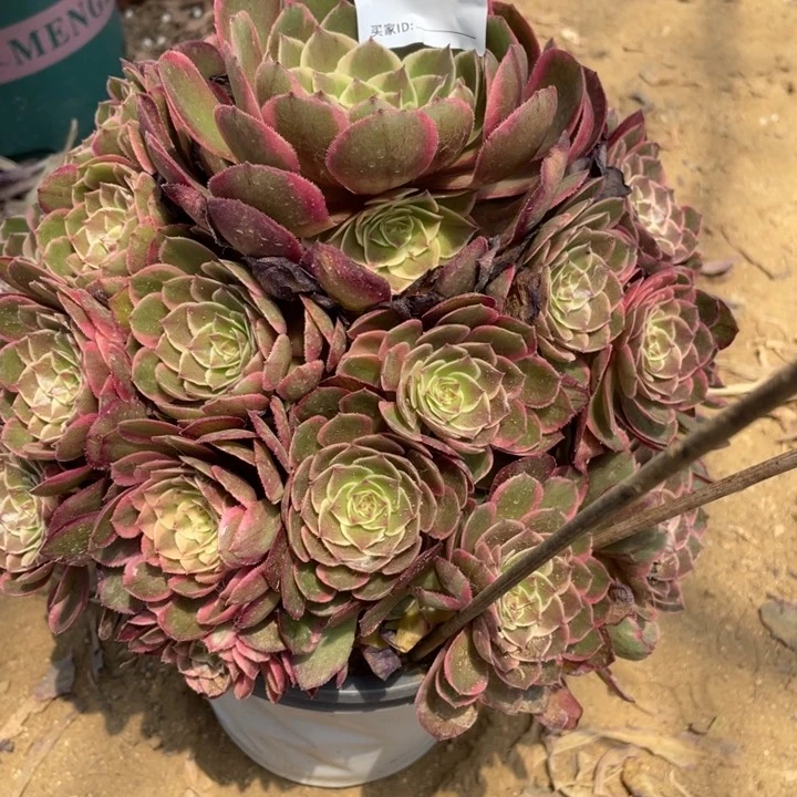 无花朵016多肉植物粉花妖