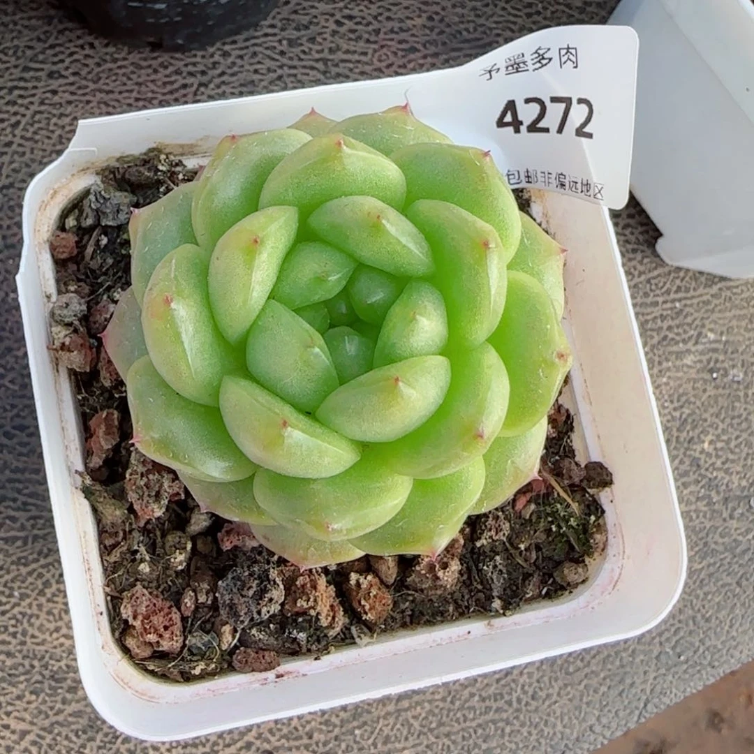 灯泡珍妮，4272多肉植物