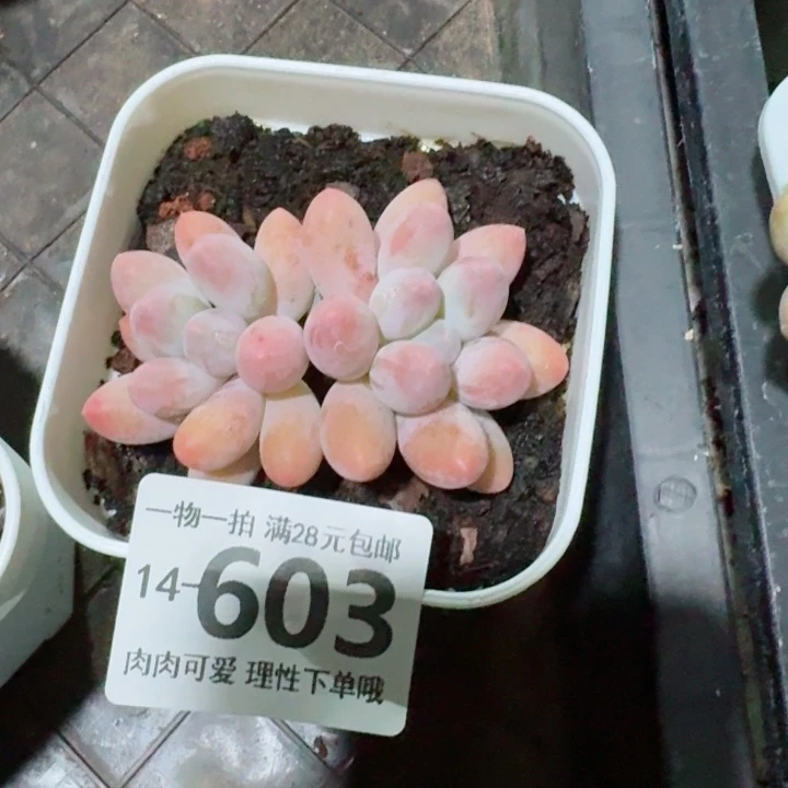汤圆无盆土发货多肉多