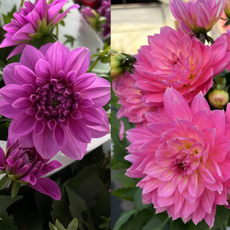 紫霞仙子+玫瑰牛奶咖啡 大丽花盆栽带花苞