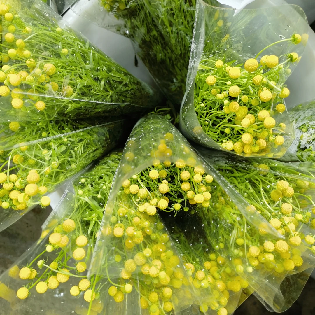 黄色小香球鲜切花云南基地现采水养适合领证婚礼手捧花