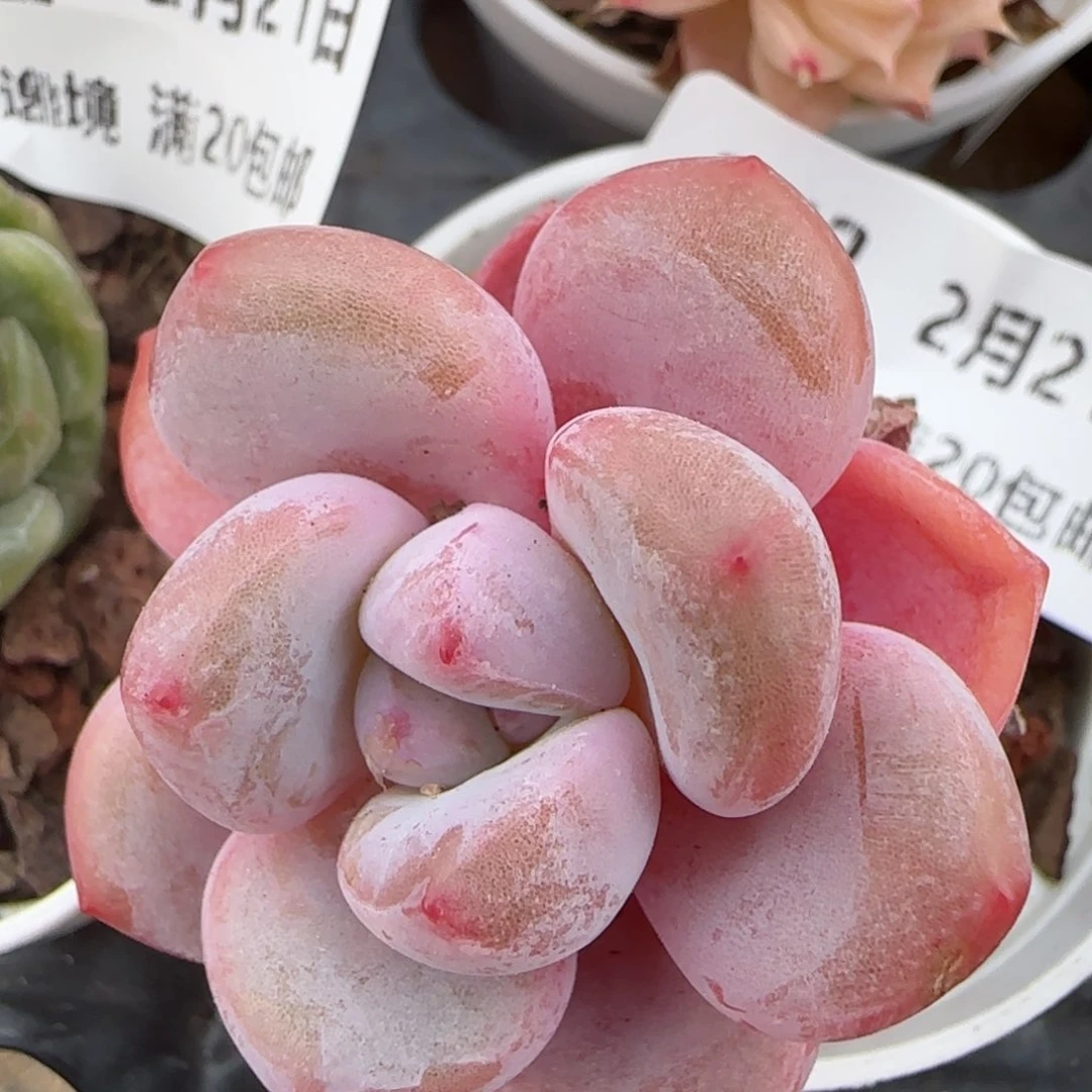 花语逸境0221-343