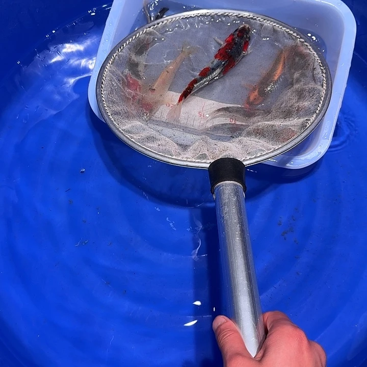 海水鱼哥哥哥哥的天才方法看