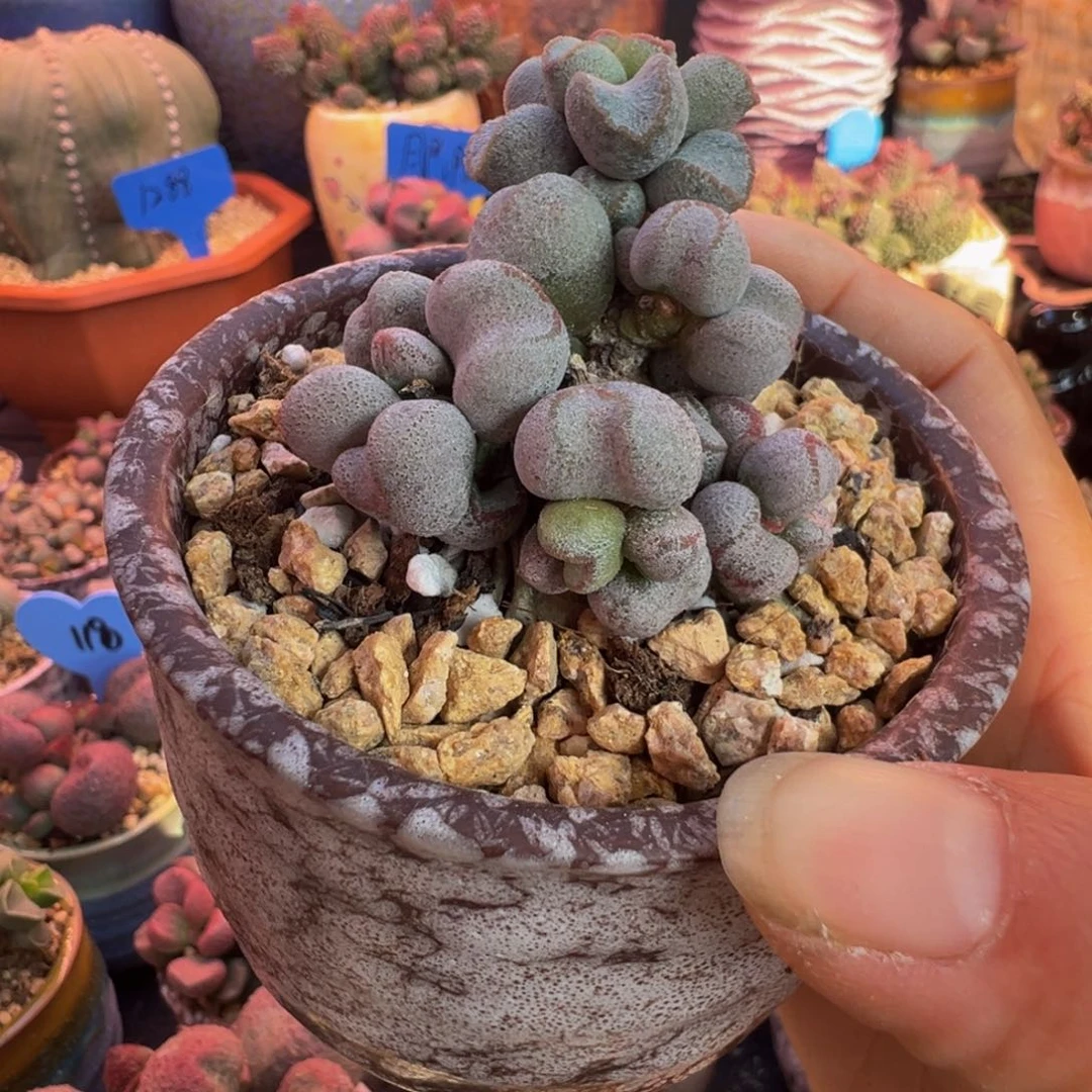 *****好吧好嘛好吧我的宝我爱