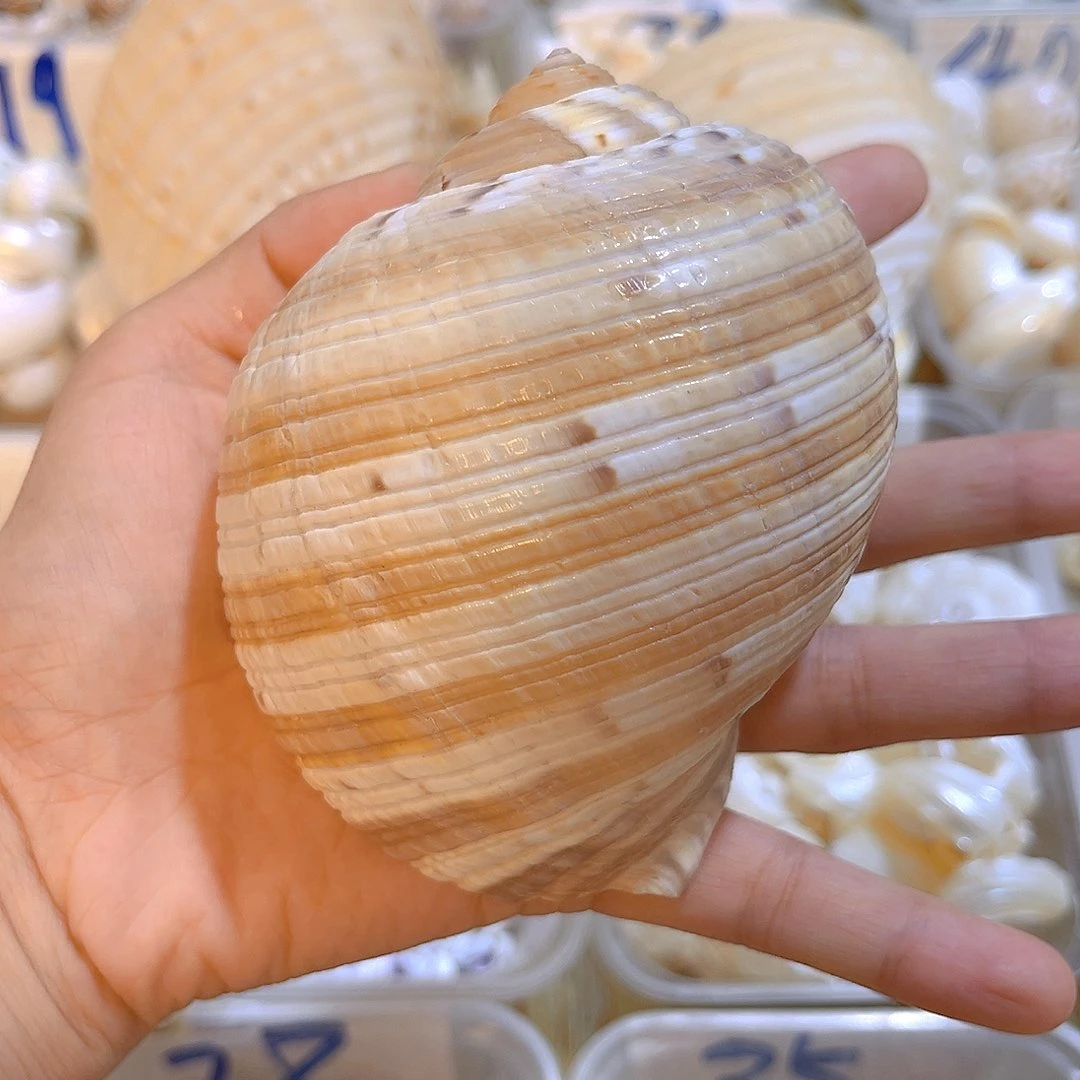 大理石磁石张*.天然海螺贝壳批发零售