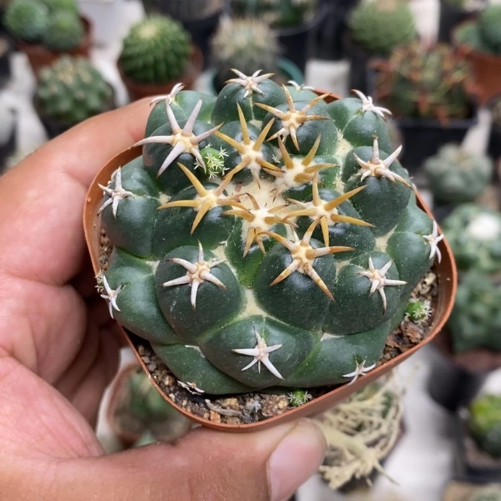 实生豪刺象牙特价