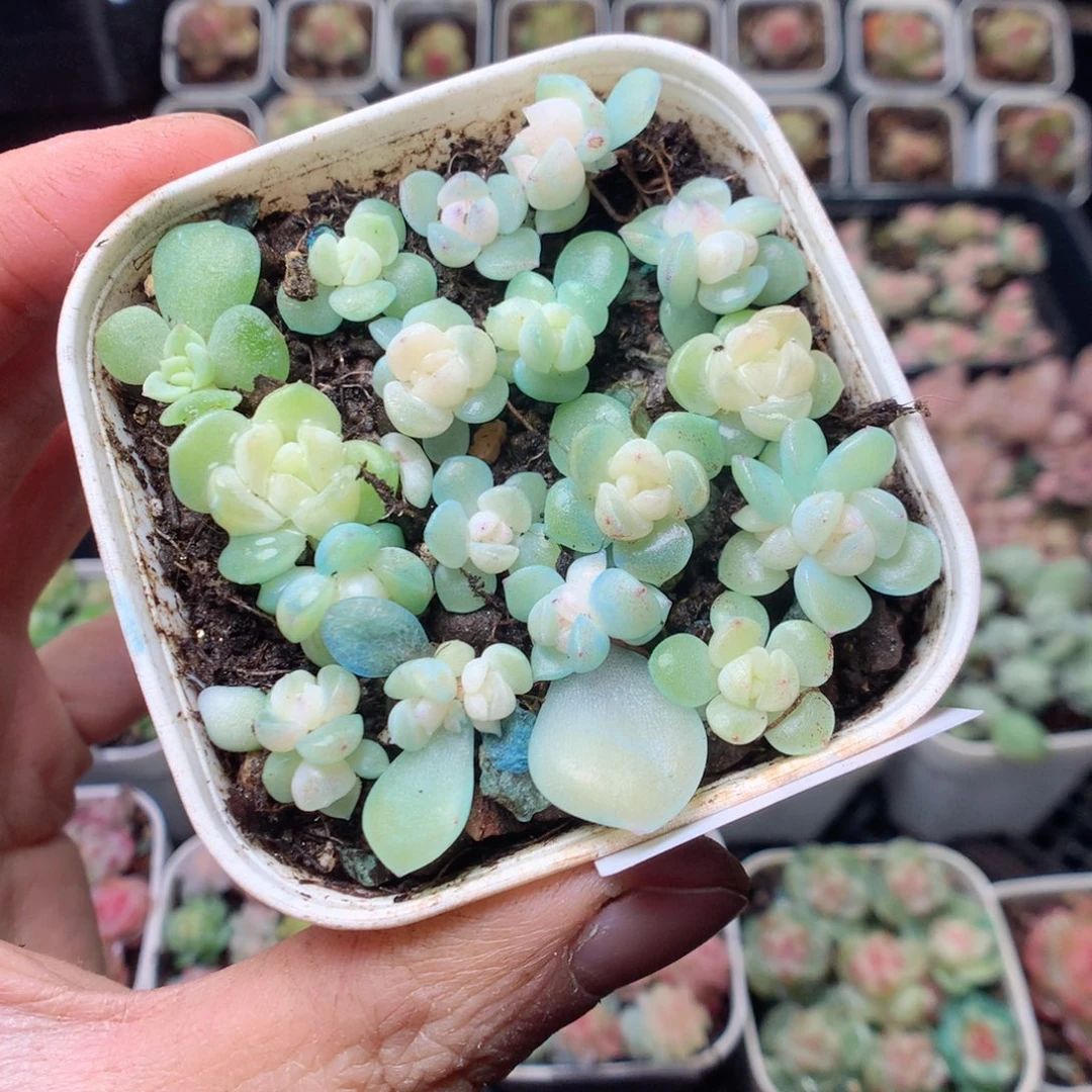 无花朵D62 财富yyyyy