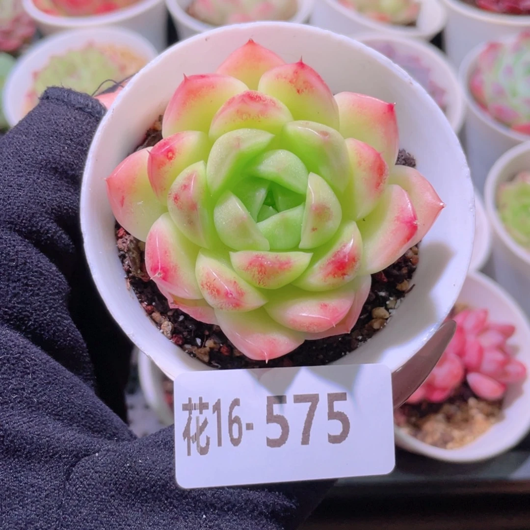 花利美16-575麦秆