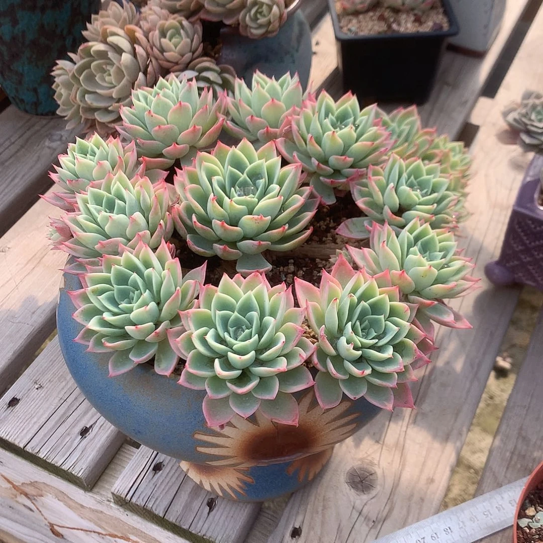 妮三色堇多肉植物脱土