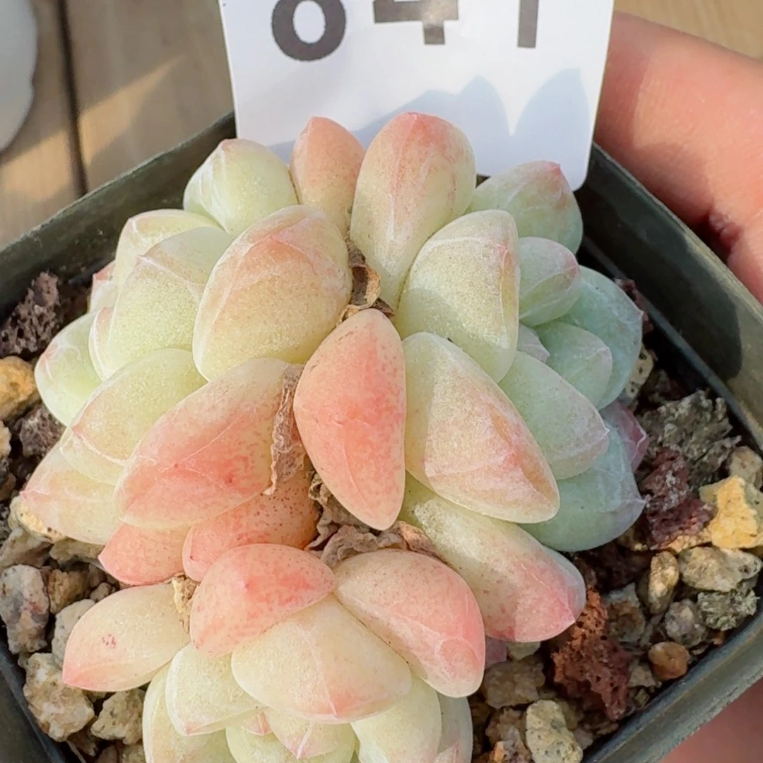 新年福利         精品多肉