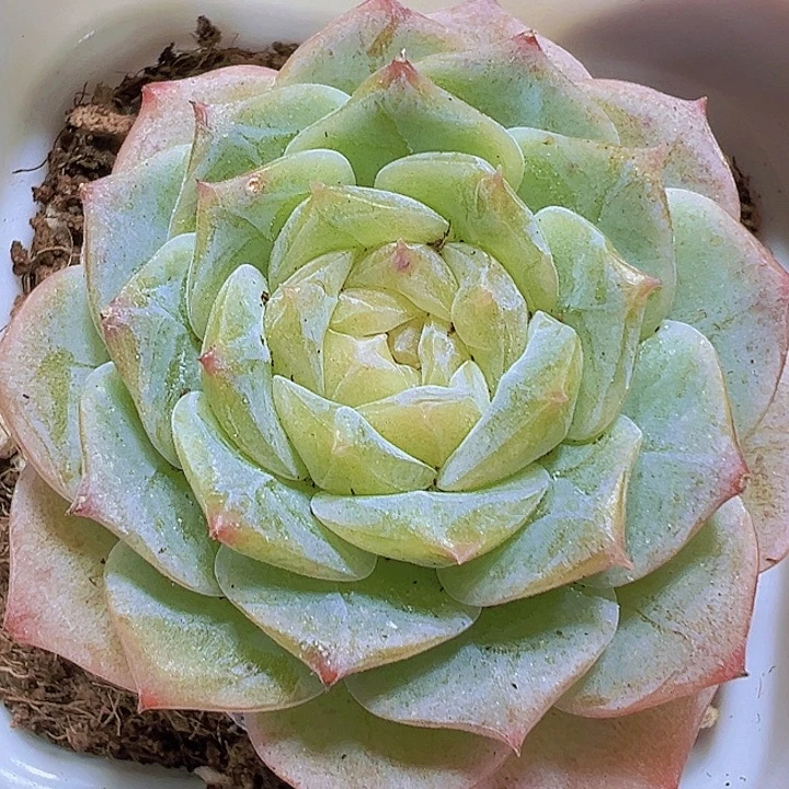 纯爱19包邮多肉植物
