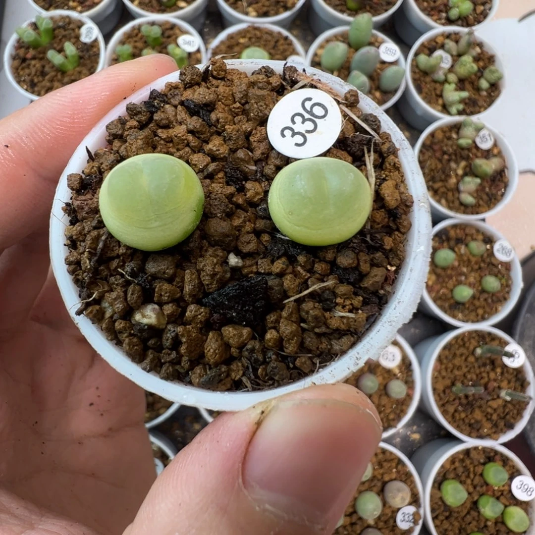 拉登一颗脱土3360000