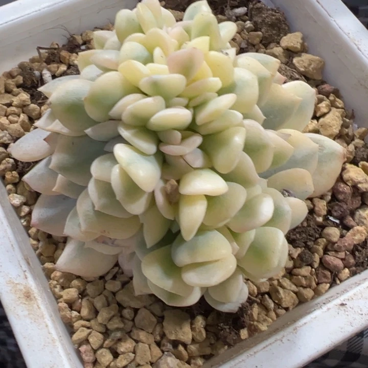 雪精灵锦缀多肉植物545