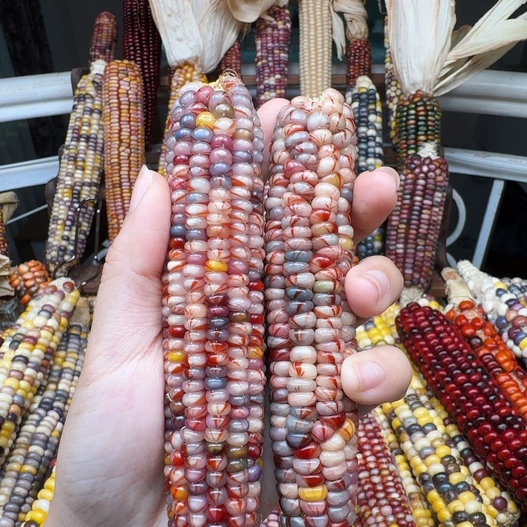 C***c柏香籽/百香籽吊坠