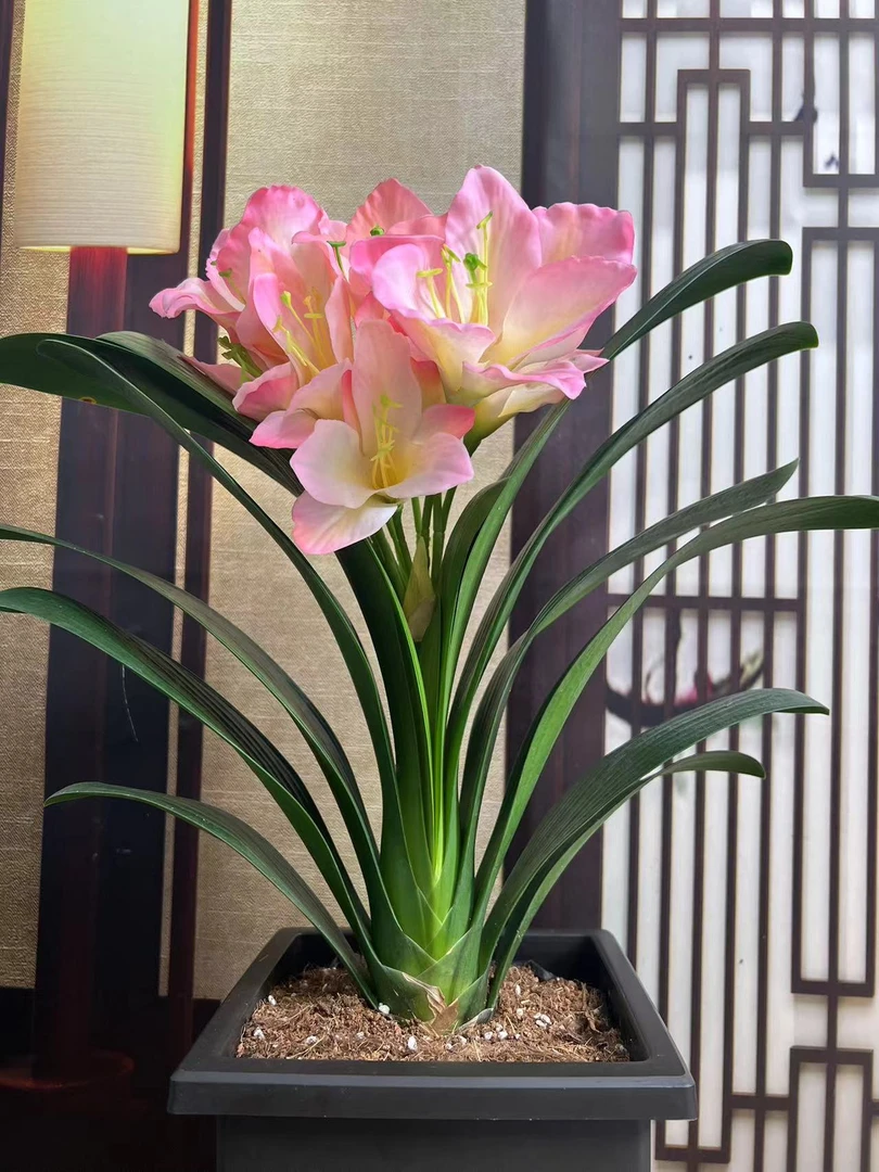 9[粉美人] 粉色异花君子兰   客厅阳台书房 高端绿植