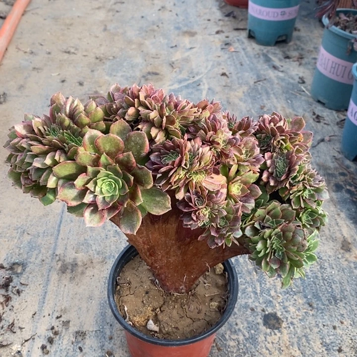 万黄缀多肉植物30。