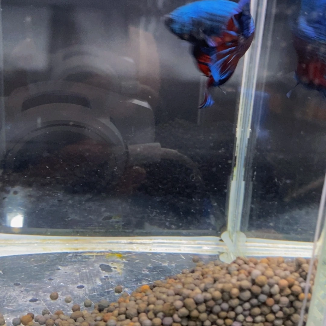 拾***者斗鱼297巨斗111111