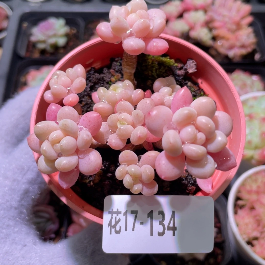 花利美17-134洛可可