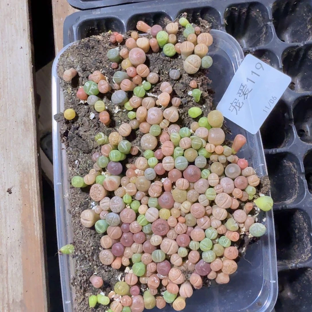 直播福利一物一拍119