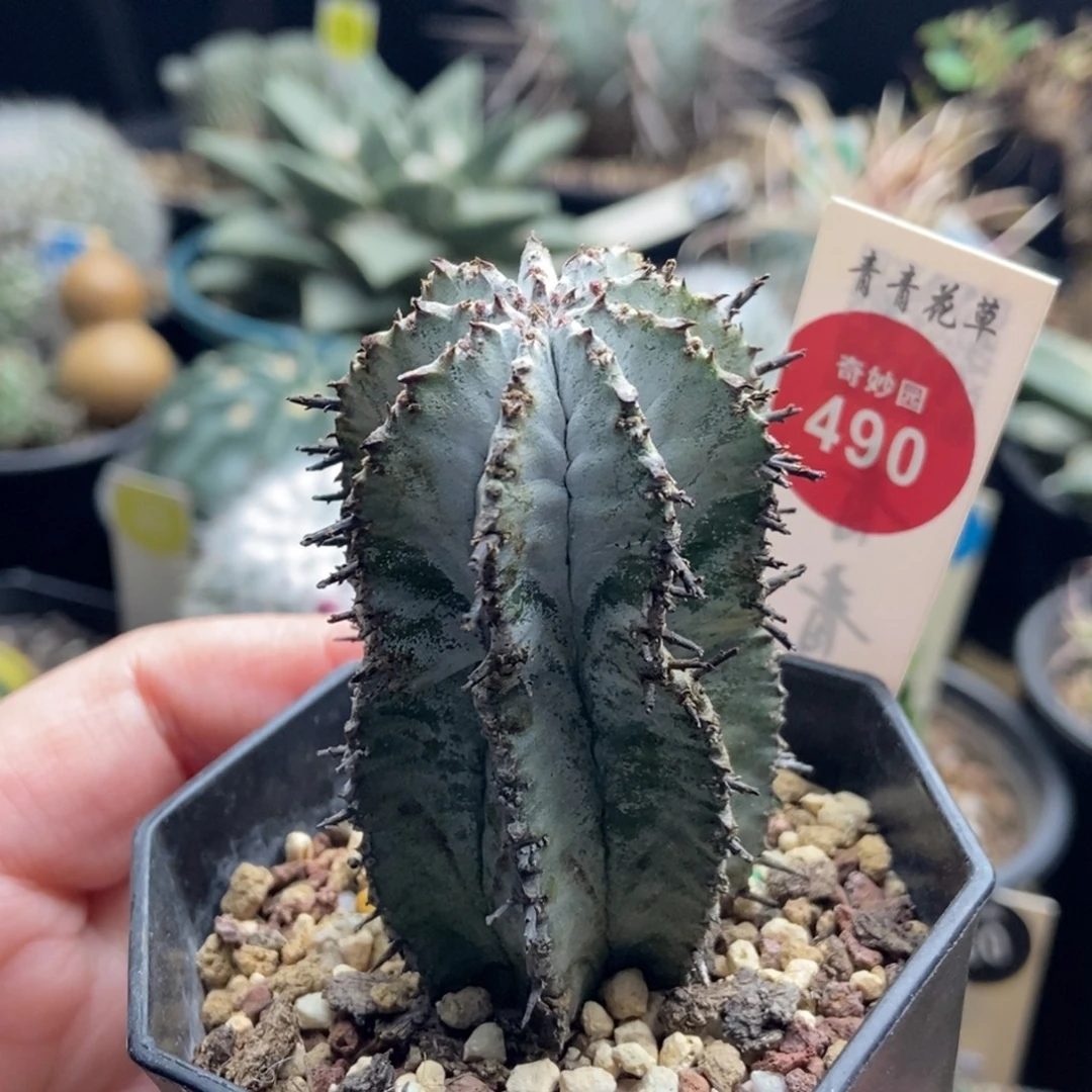 实生白衣魁伟玉3.6cm