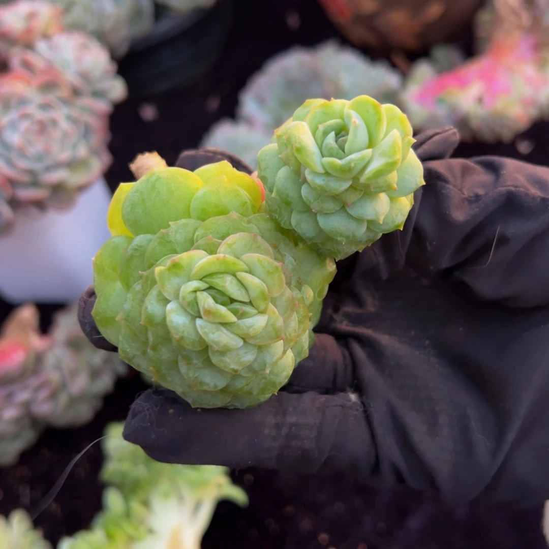 旺***6梦幻珍妮天天开心