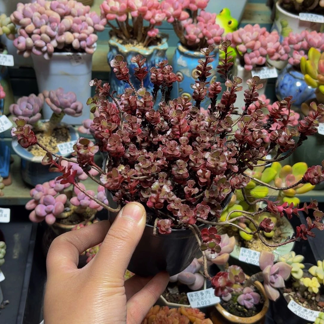 104-15厘米多肉植物