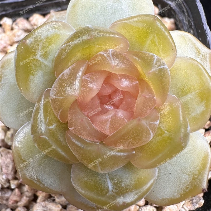 巫拉拉肉肉铺2025-5-28 直播链接7号（121-140）