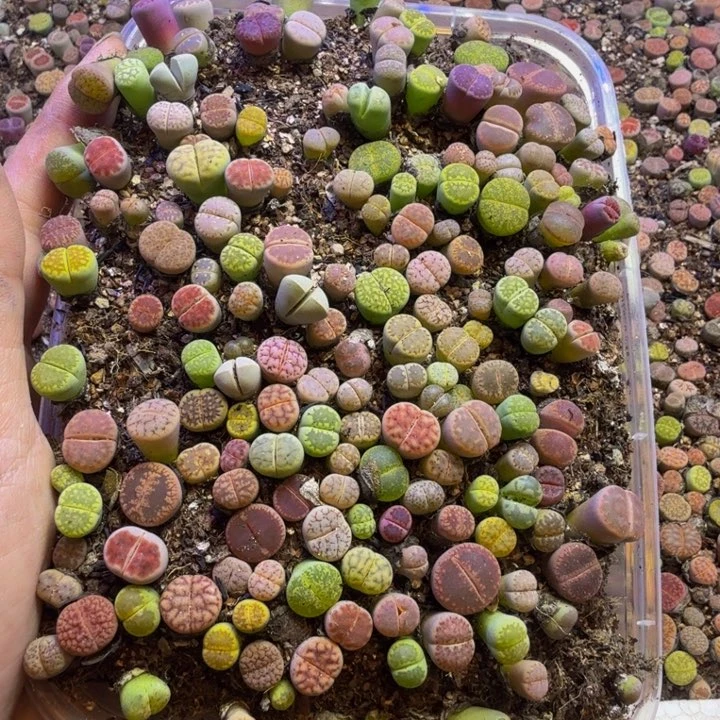 Q***T多肉葡萄等经济果品28