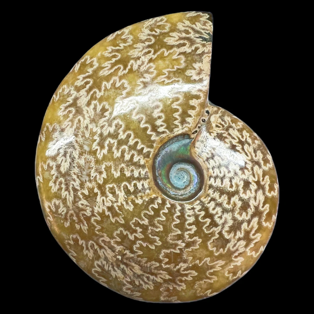 【 叶菊石（摆件）】111.5mm 玉化 马达加斯加 N-50  创意饰品 C85