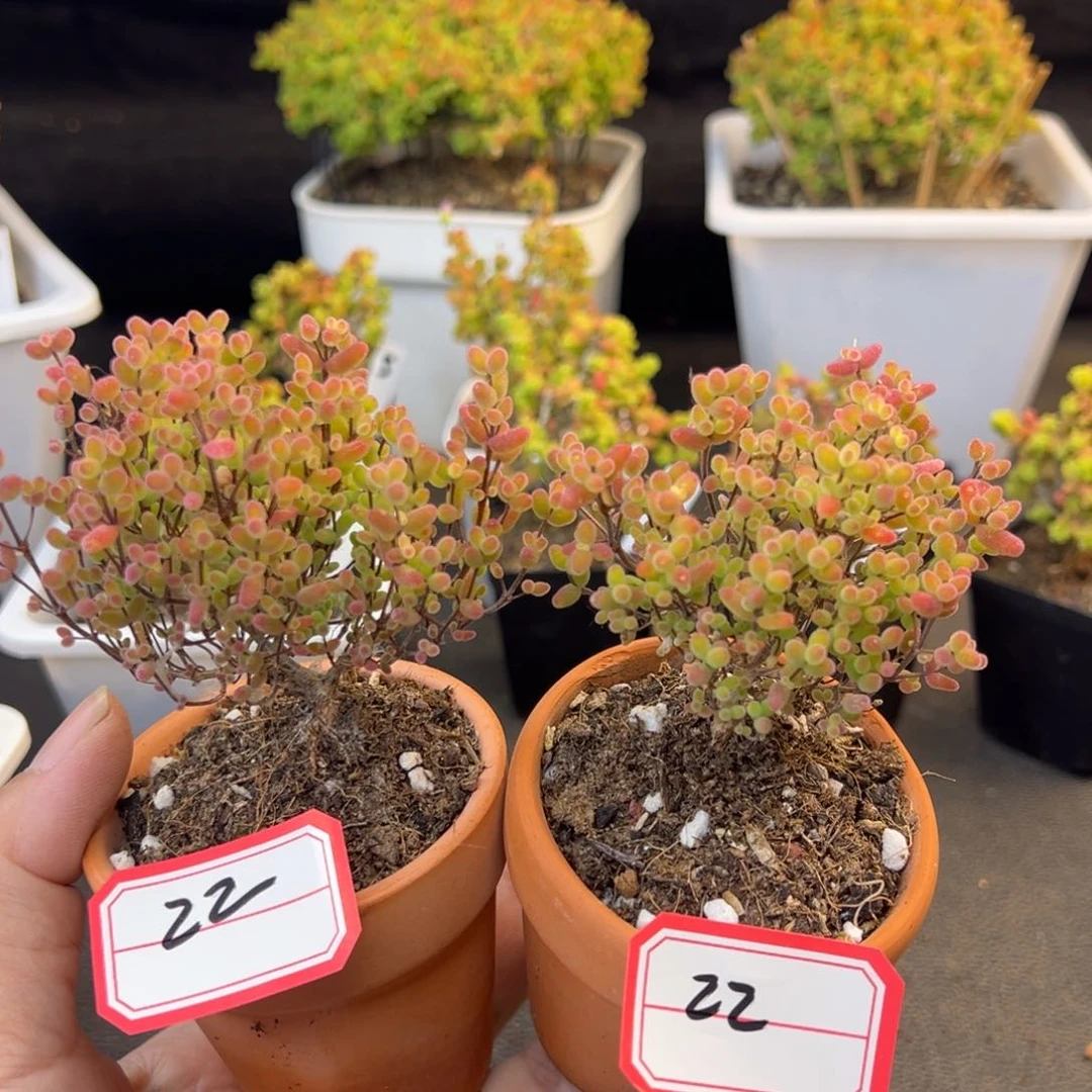 蜜橘糖球带盆22号2颗6.5cm盆