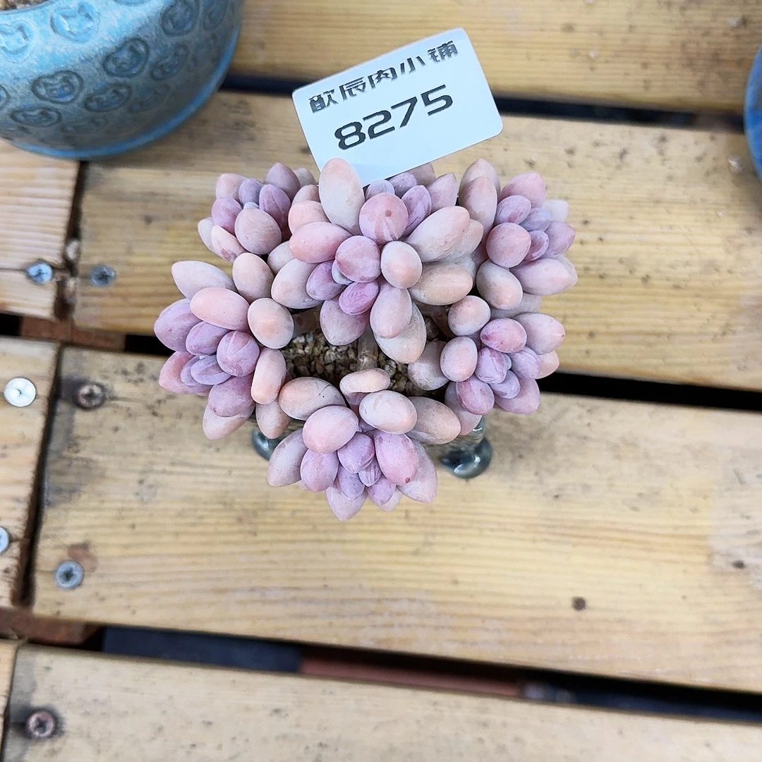 ?*陌多肉植物粉色恋人8275