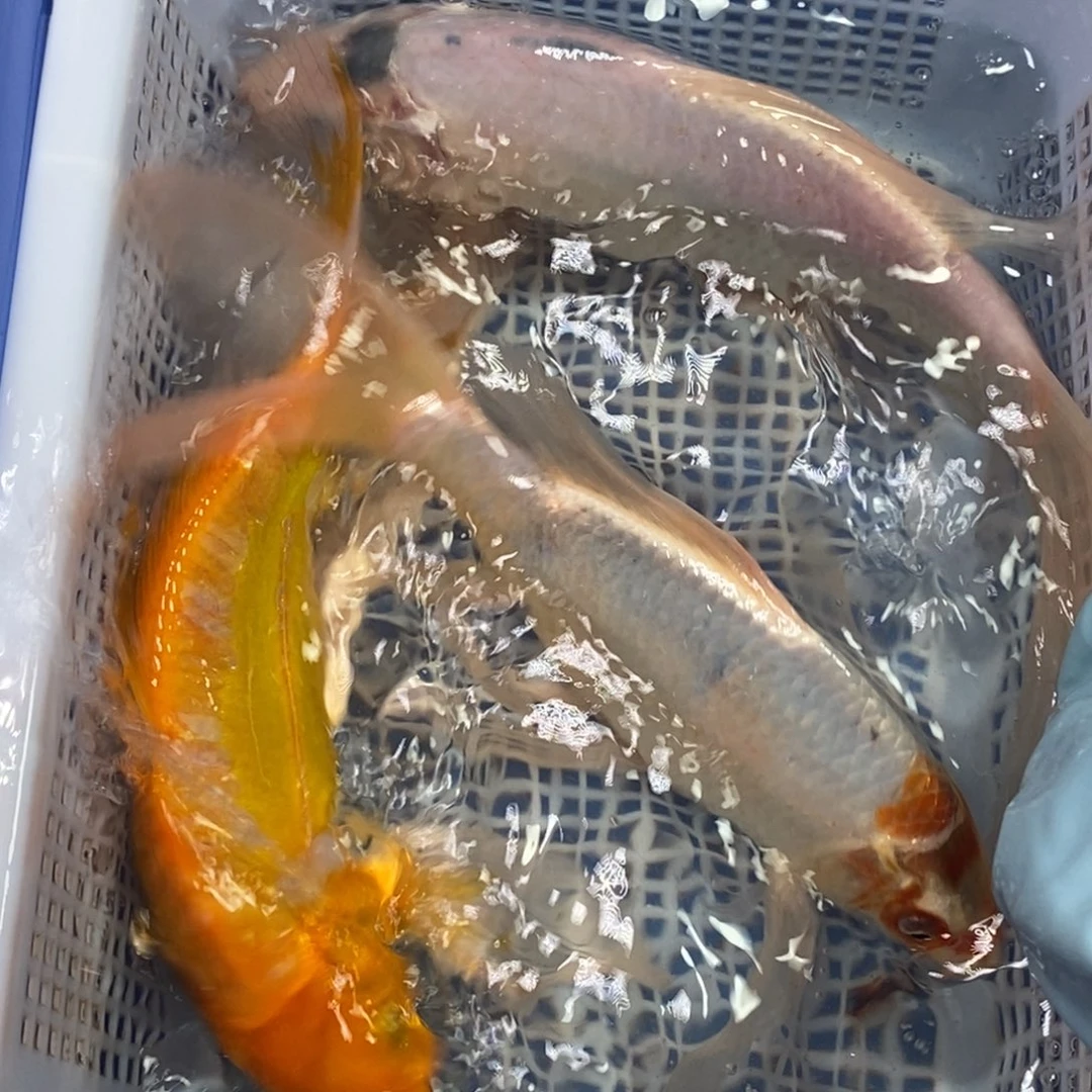 锦鲤冷水锦鲤包邮^_^