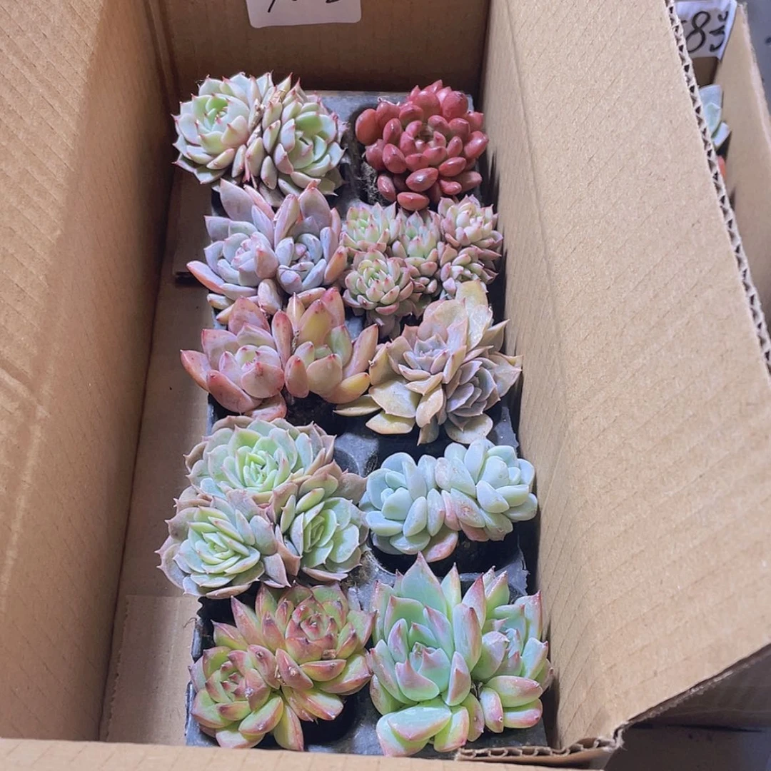 【闪购商品】10颗-3