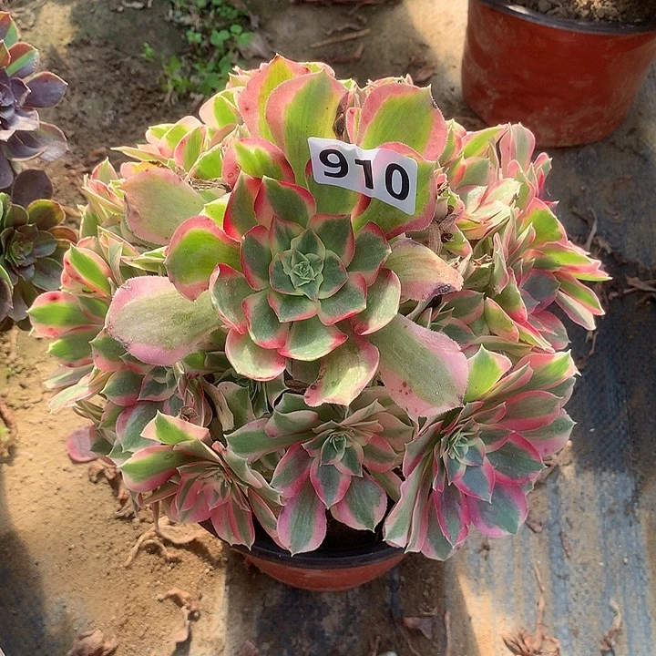 多肉植物布加迪910